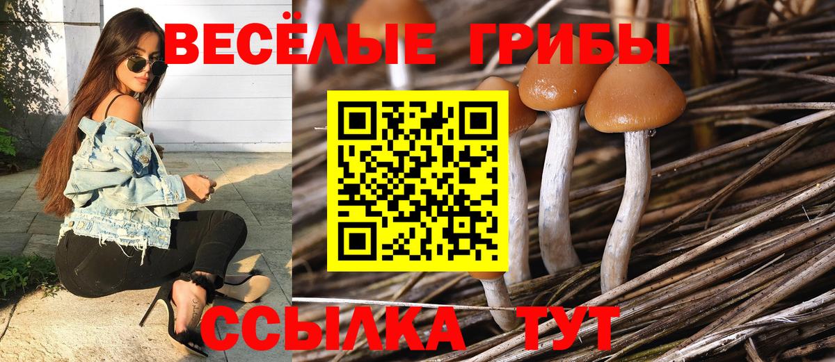 Псилоцибиновые грибы GOLDEN TEACHER Волгоград